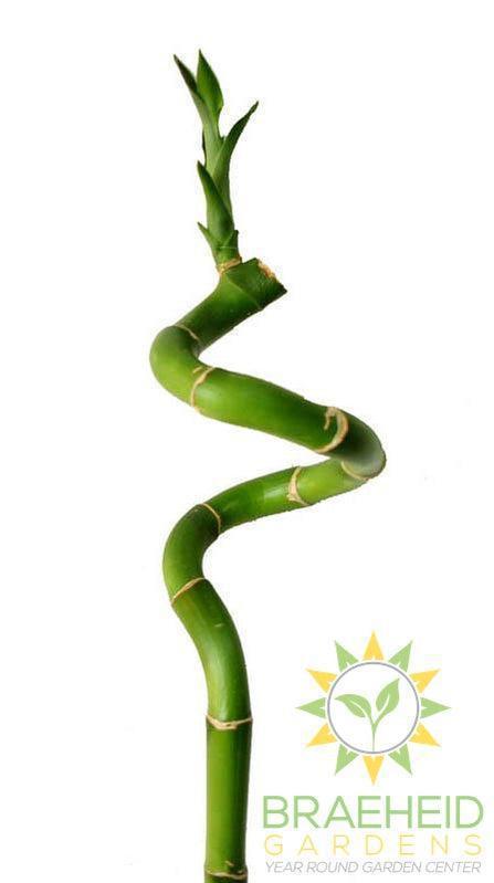 Water Bamboo - NO SHIP -