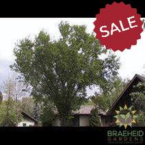 American Elm- Tree for sale, Grown in Grande Prairie -Braeheid Gardens Ltd. on Emerson Trail