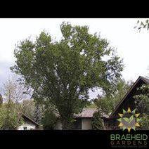American Elm- Tree for sale, Grown in Grande Prairie -Braeheid Gardens Ltd. on Emerson Trail