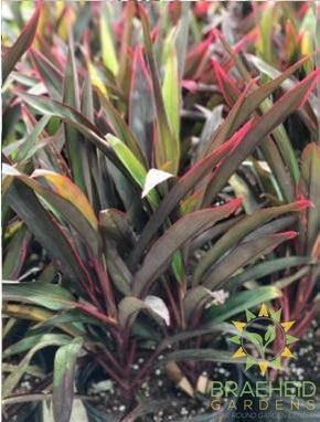 Cordyline