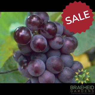 Buy Minnesota Grape an Vine in Grande Prairie Alberta - Braeheid Gardens Ltd.