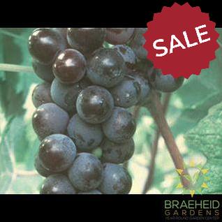 Buy Valiant Grape an Vine in Grande Prairie Alberta - Braeheid Gardens Ltd.