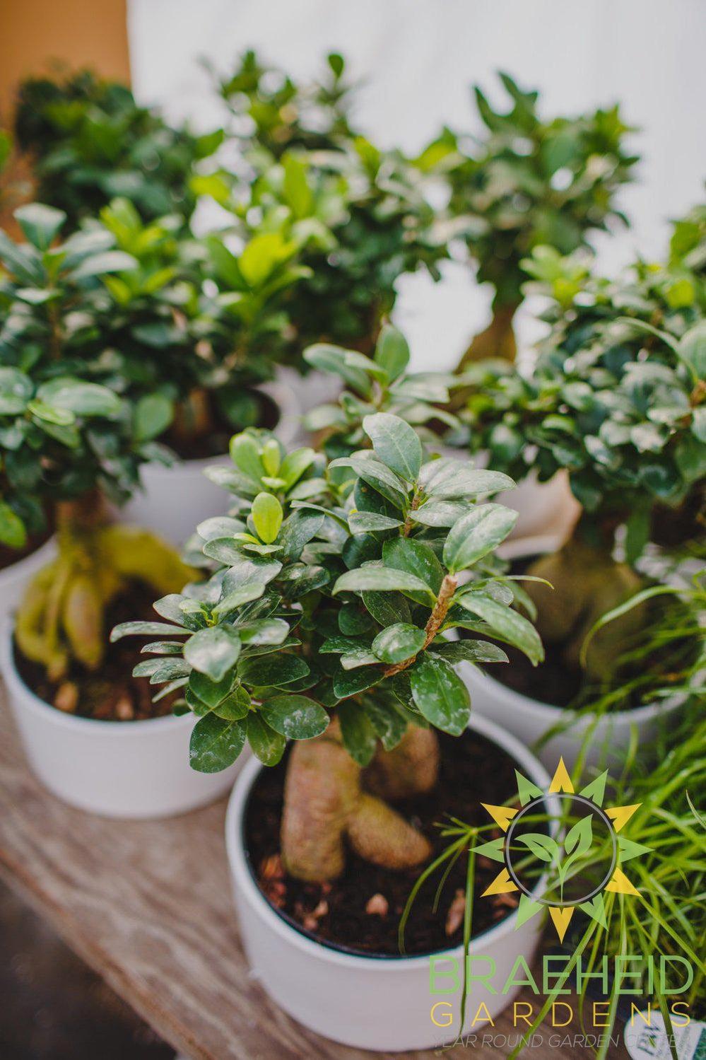Exposed Root Ficus Ginseng Bonsai