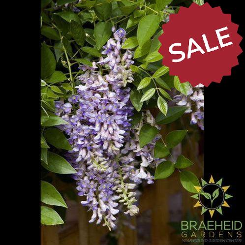 Summer Cascade™ Wisteria
