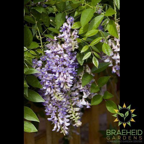 Summer Cascade™ Wisteria