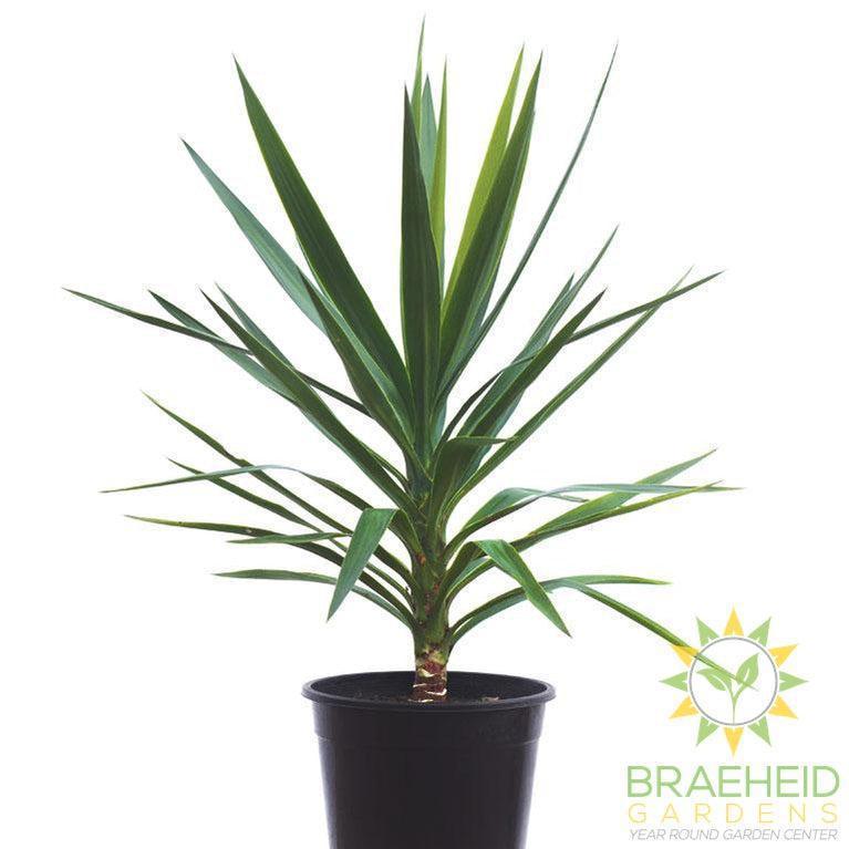 Yucca Cane