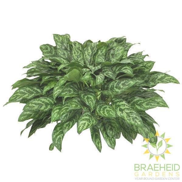 Large Mary Ann Chinese Evergreen - NO SHIP