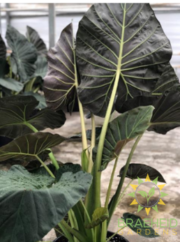 Aquabasket Alocasia Elephant ear