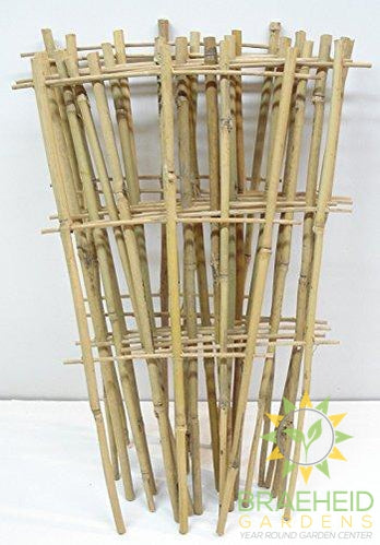 Fan Trellis