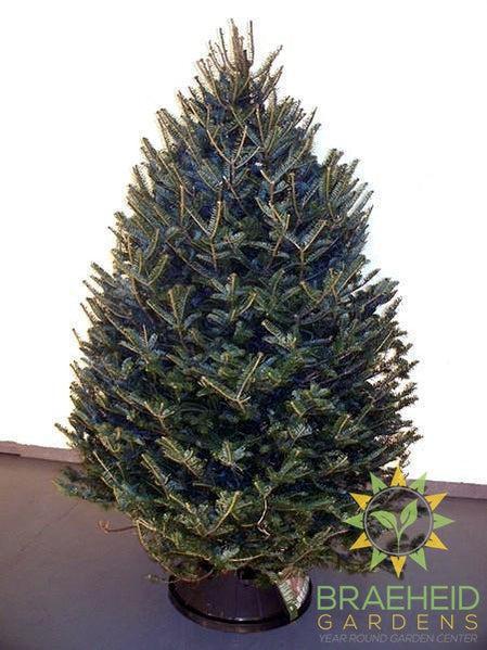 Balsam Fir Christmas Tree