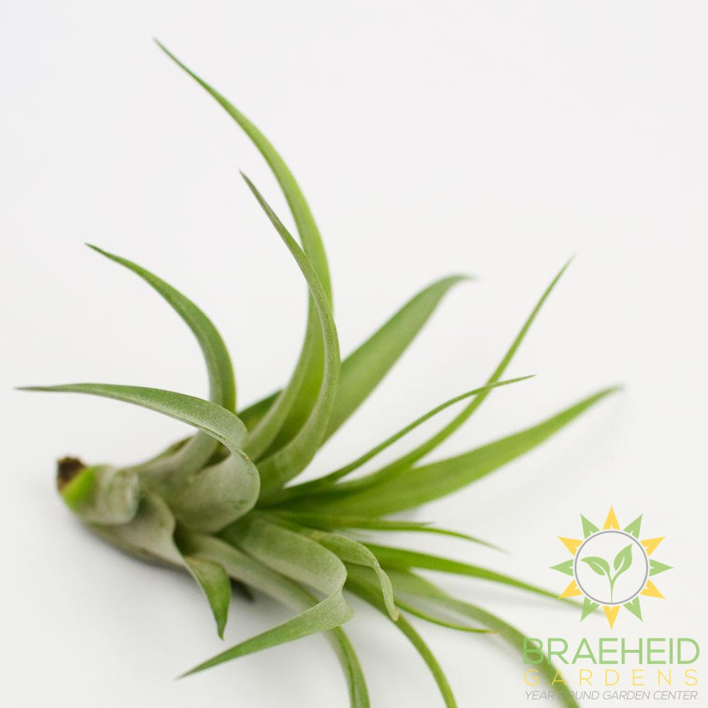 Brachycaulos Abdita Tillandsia