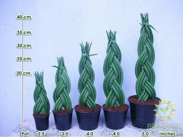 Braided Sansevieria Cylindrica