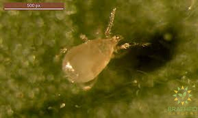 No-Thrips (N. Cucumeris)