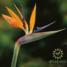 Orange Bird Of Paradise - NO SHIP -