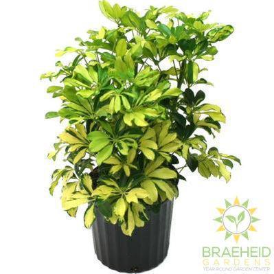 Large Schefflera Bush - Arboricol - NO SHIP