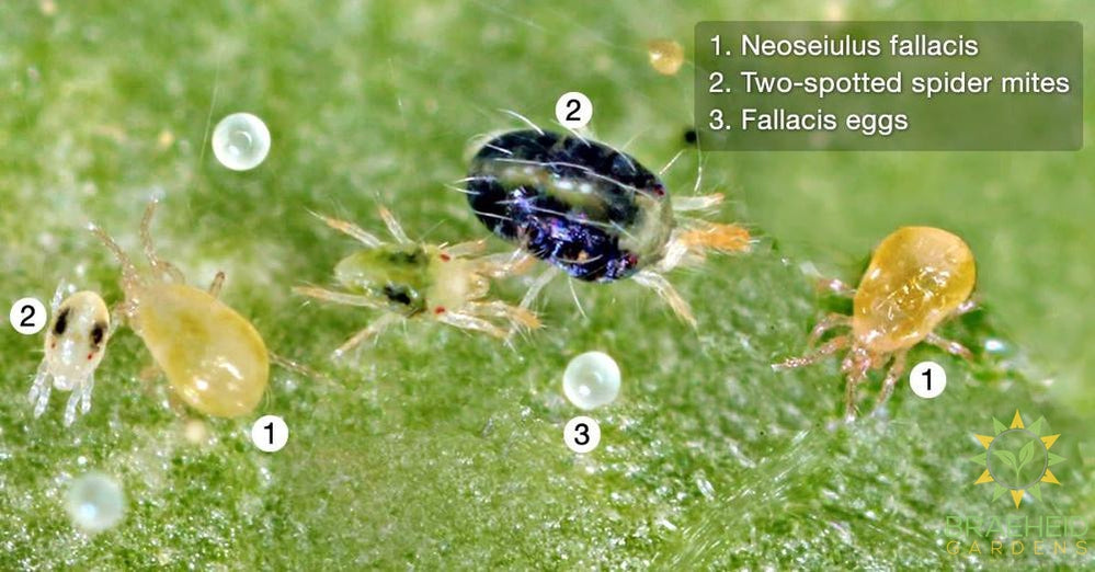 Hot Mites