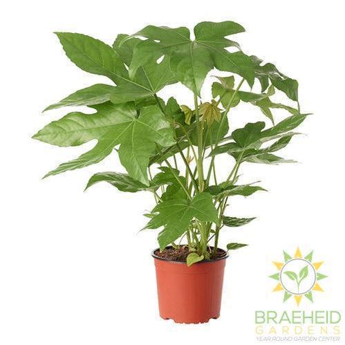 Large Fatsia Japonica - NO SHIP