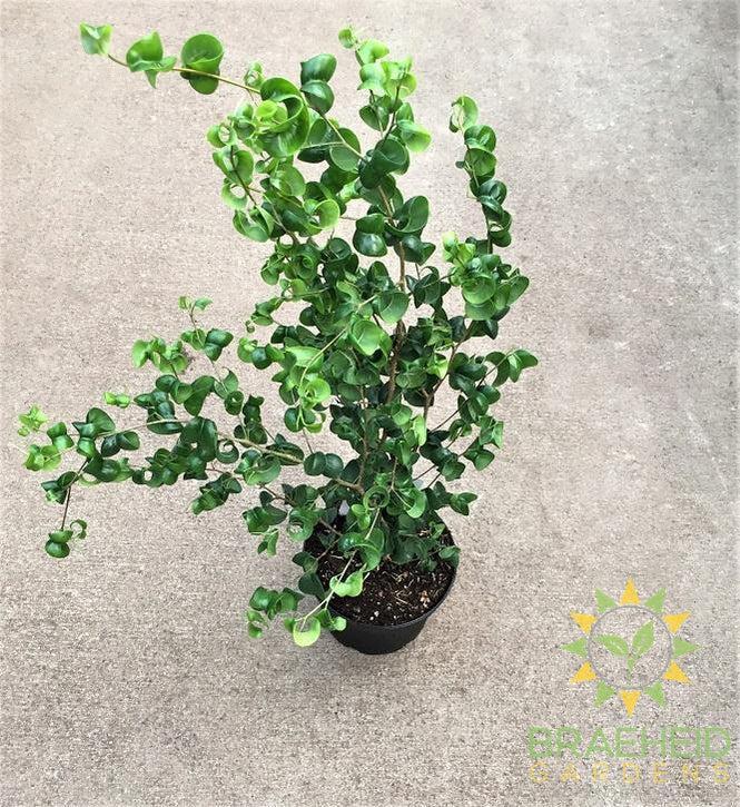 Curly Ficus