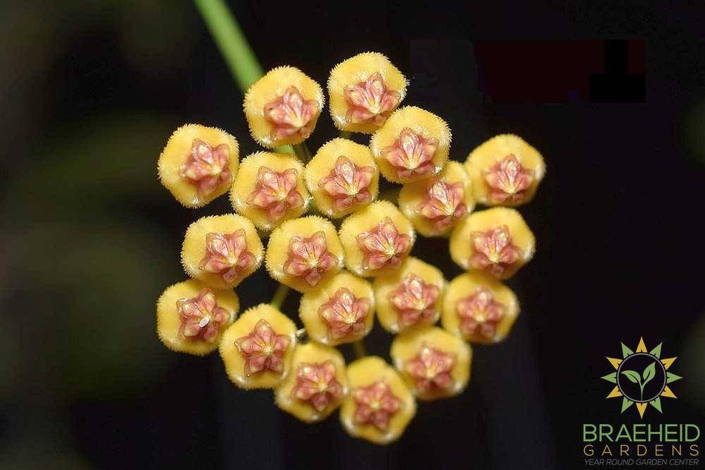 Hoya Bicknellii Flower