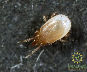 Hypoaspis Miles