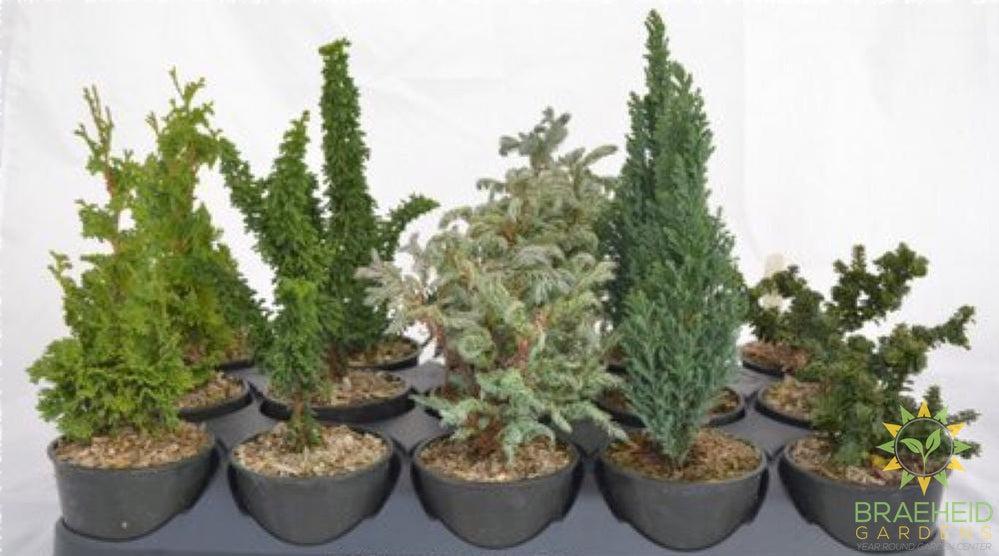 Miniature evergreen
