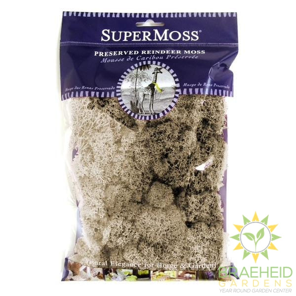 Natural Preserved reindeer/Natural moss 8oz