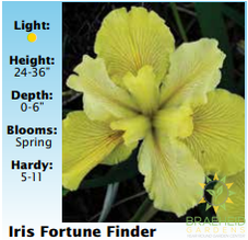 Iris Fortune Finder