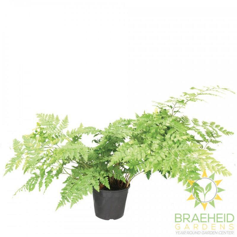 Leather Leaf Fern