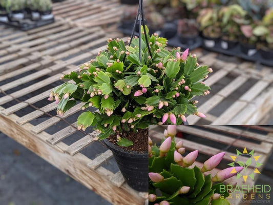 Light pink thanksgiving cactus hanging basket