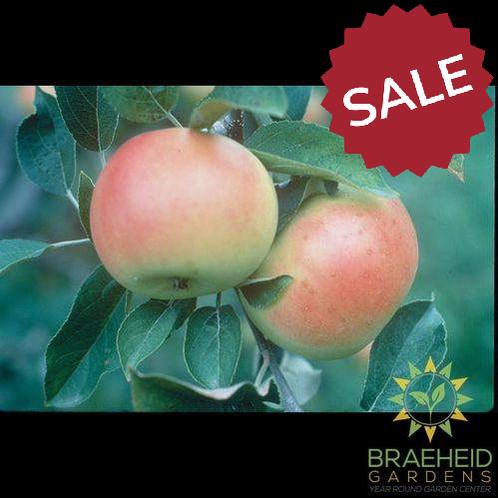 Goodland Apple- Tree for sale, Grown in Grande Prairie -Braeheid Gardens Ltd. on Emerson Trail