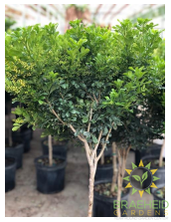 Large Chinese Perfume Tree - NO SHIP