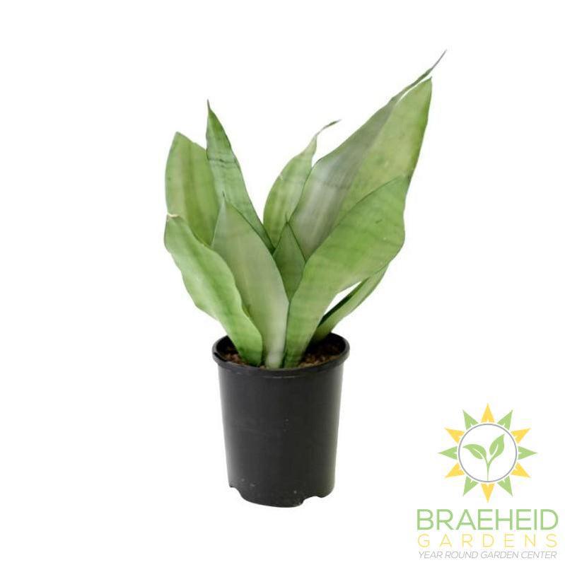 Large Moonshine Sansevieria - NO SHIP