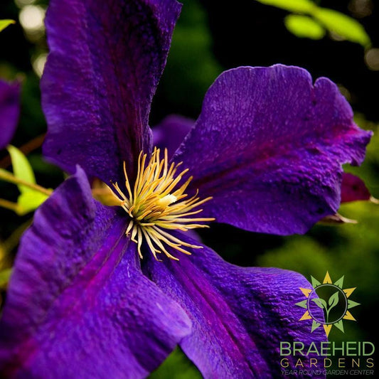 Jackmanii Superba Clematis