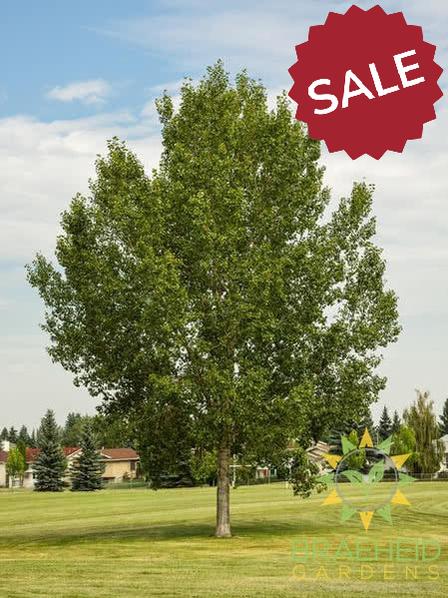 Northwest Poplar - NO SHIP -
