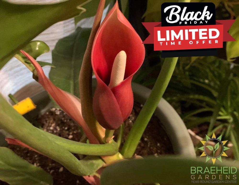 Philodendron Narrow Green (Tiger tooth)