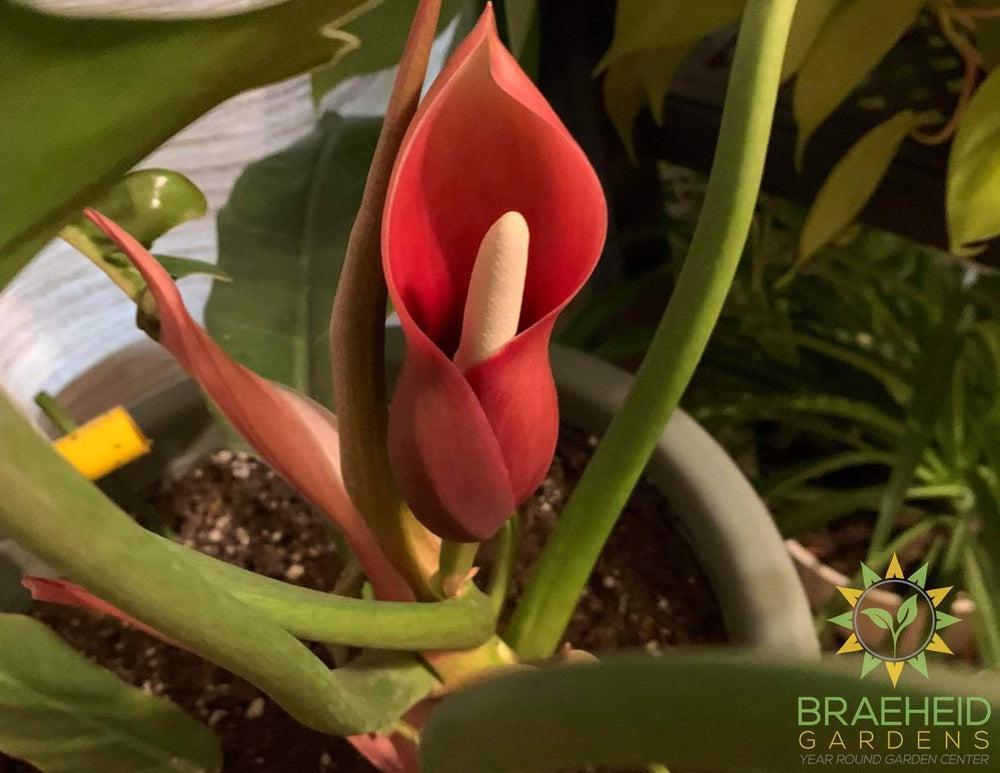 Philodendron Narrow Green (Tiger tooth)