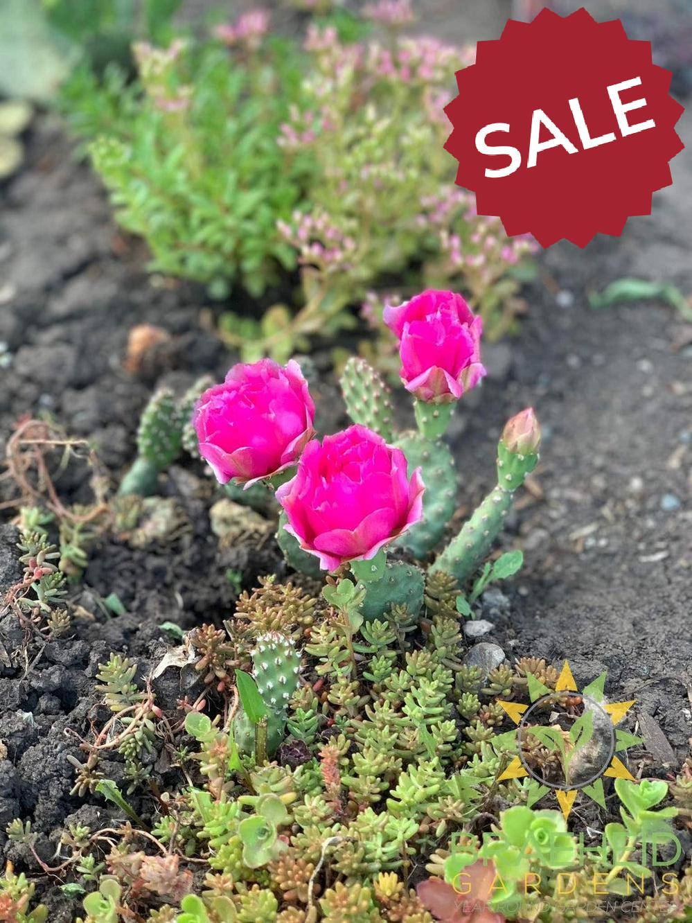 Opuntia Fragilis 'Pony' - Cold Hardy