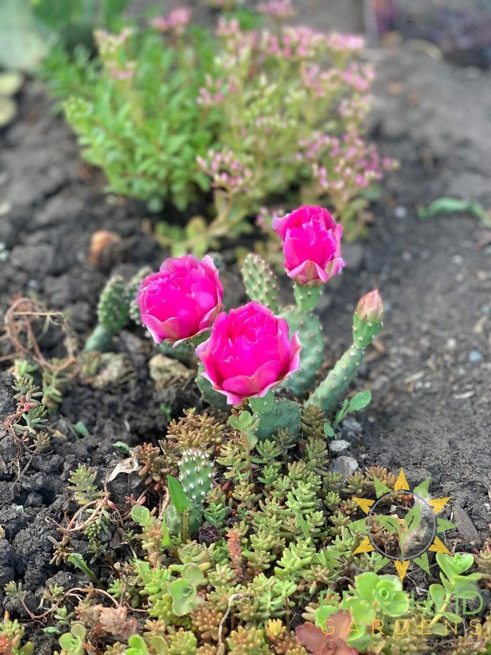 Opuntia Fragilis 'Pony' - Cold Hardy