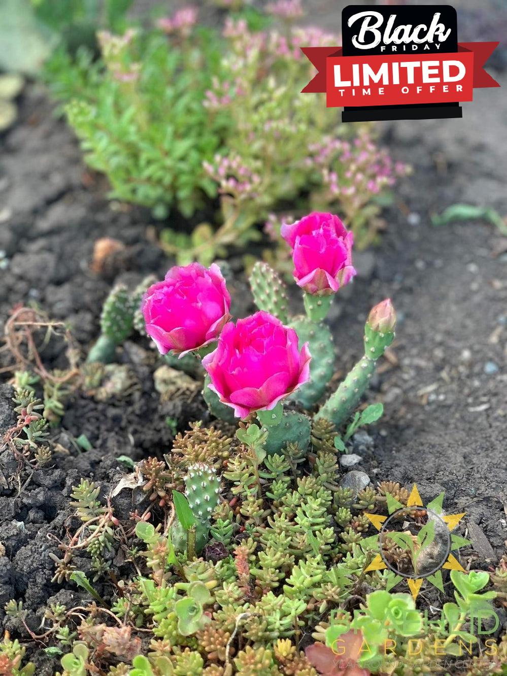 Opuntia Fragilis 'Pony' - Cold Hardy