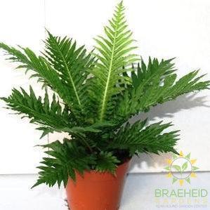 Blechnum - Silver Lady