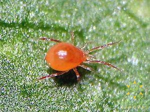 Persimilis Mites