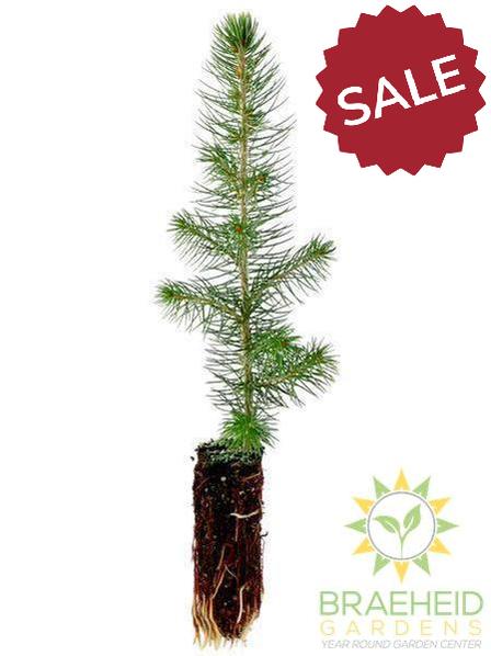 Blue Spruce Plugs- Tree for sale, Grown in Grande Prairie -Braeheid Gardens Ltd. on Emerson Trail