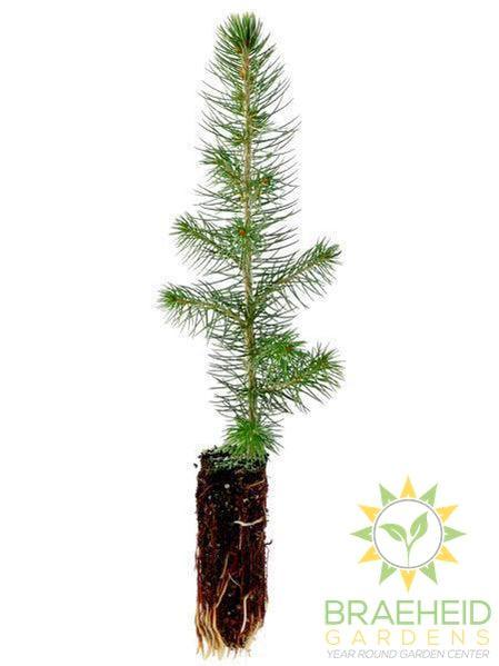 Blue Spruce Plugs- Tree for sale, Grown in Grande Prairie -Braeheid Gardens Ltd. on Emerson Trail