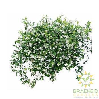Jasmine Hanging Basket