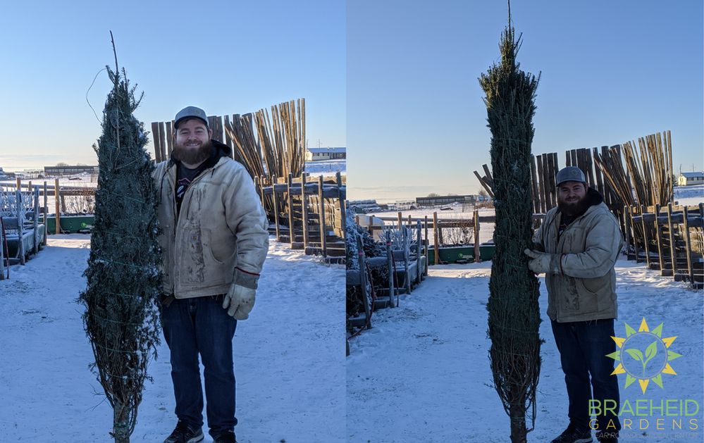 Balsam Fir Christmas Tree