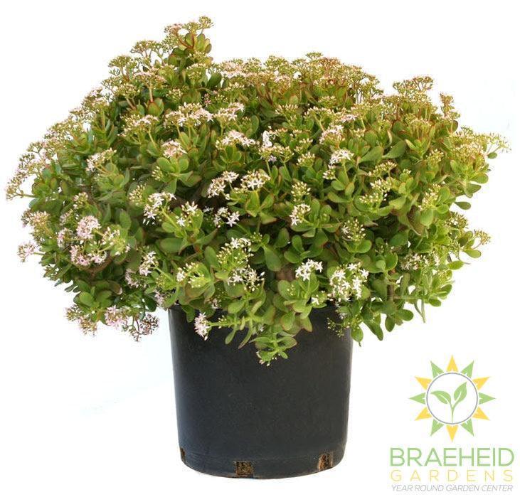 Large Jade - NO SHIP