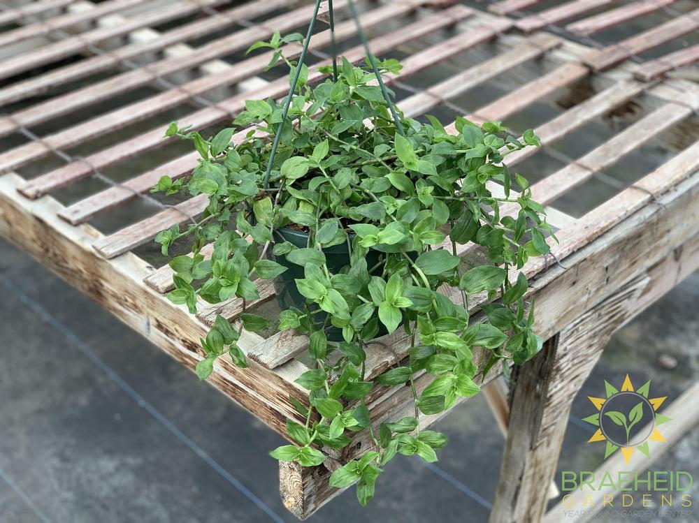 Green Wandering Jew Hanging Basket
