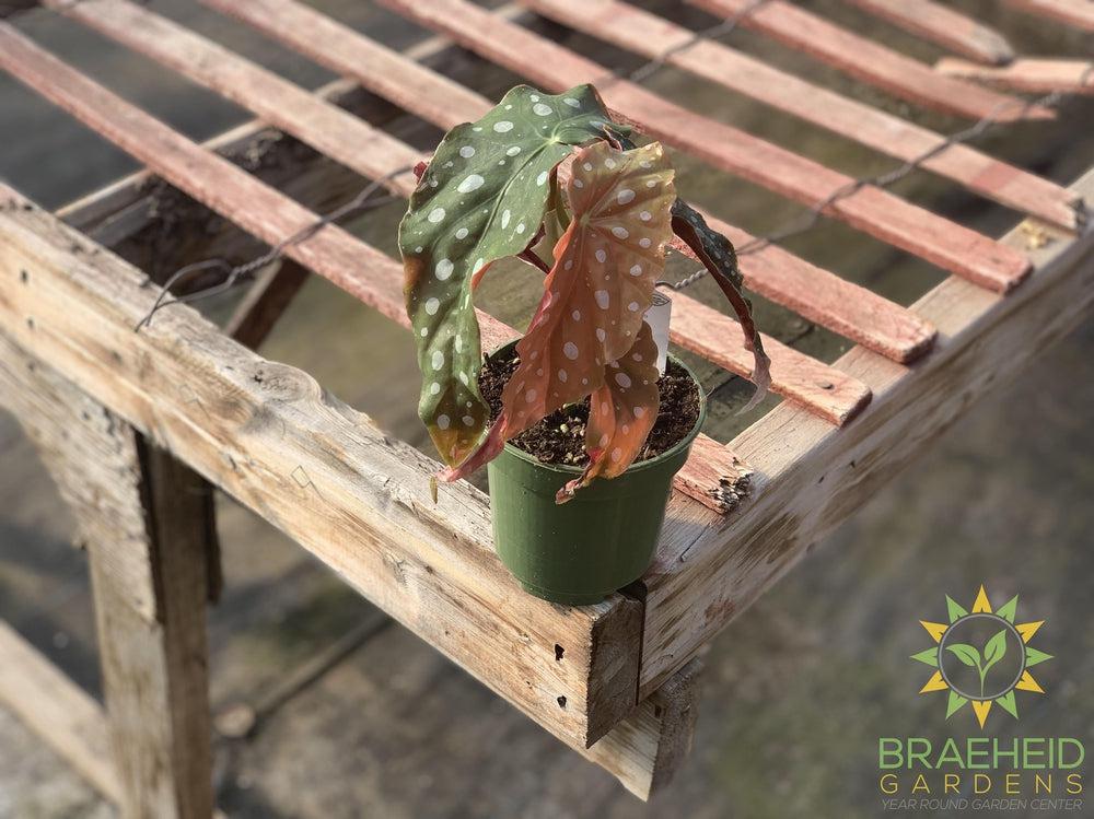 Begonia Maculata - NO SHIP -