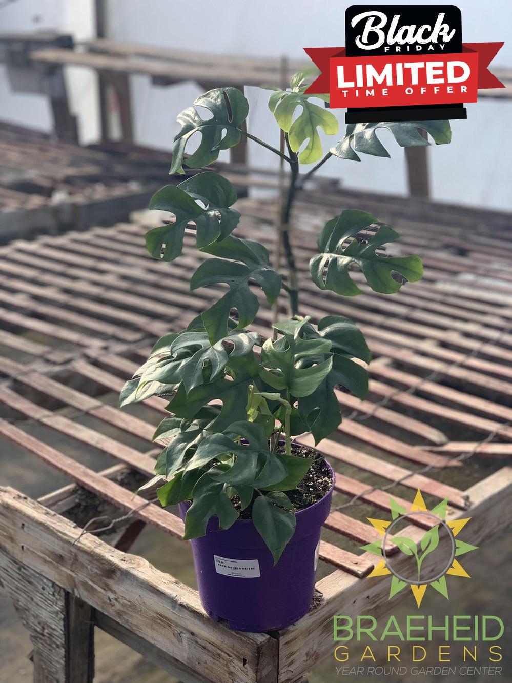 Raphidophora Tetrasperma