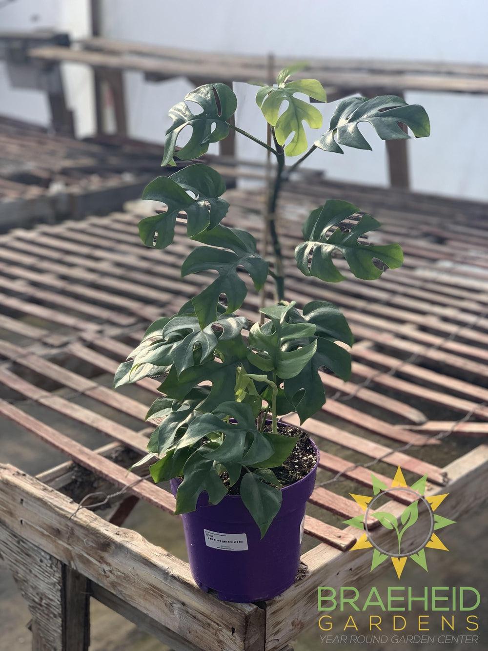 Raphidophora Tetrasperma